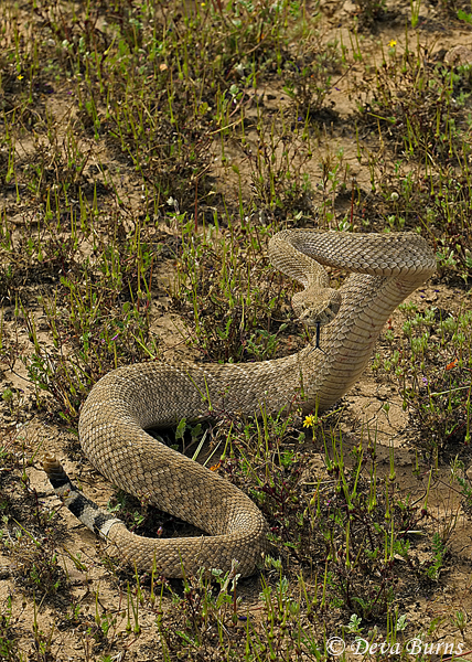 Western Diamondback Rattlesnake preparing to strike--0053