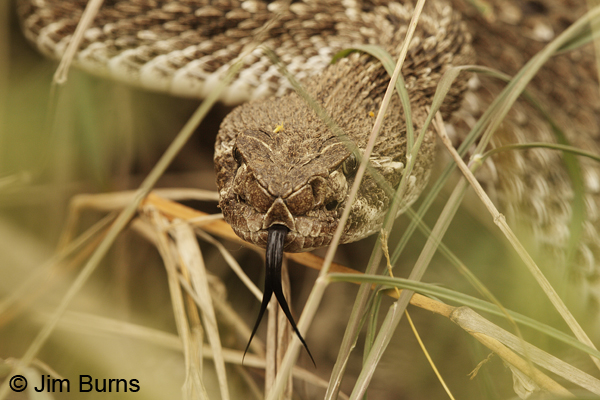 Western Diamond-backed Rattlesnake, snake in the grass
