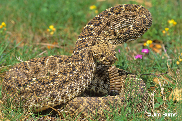 Western Diamond-backed Rattlesnake in flowers