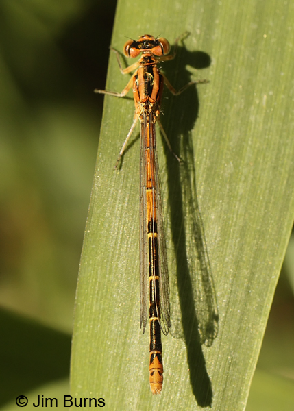 Western Forktail heteromorph female dorsal view, Deschutes Co., OR, July 2013
