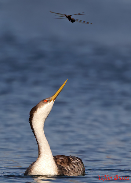 Western Grebe eyeing tandem flying Black Saddlebags--2327