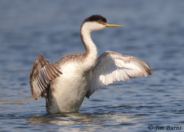 Western Grebe flap preening--2522