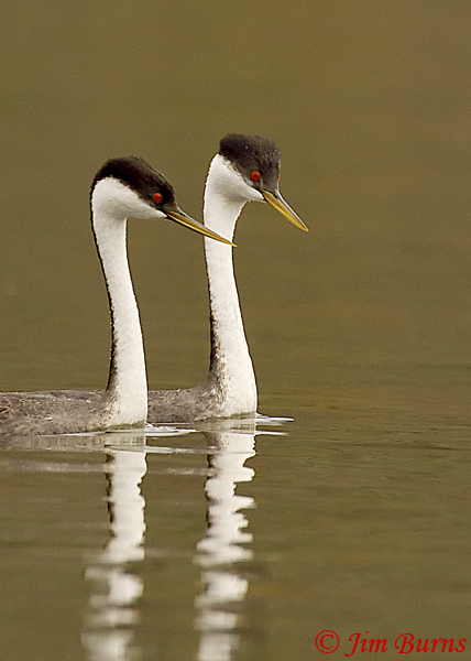 Western Grebe pair portrait--8672