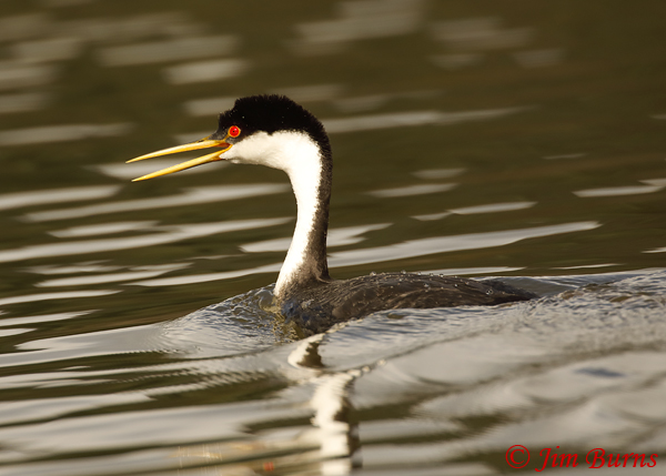 Western Grebe calling--9186
