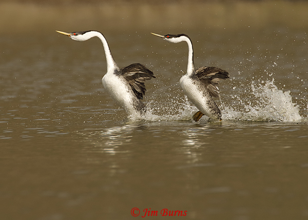 Western Grebes rushing--9331