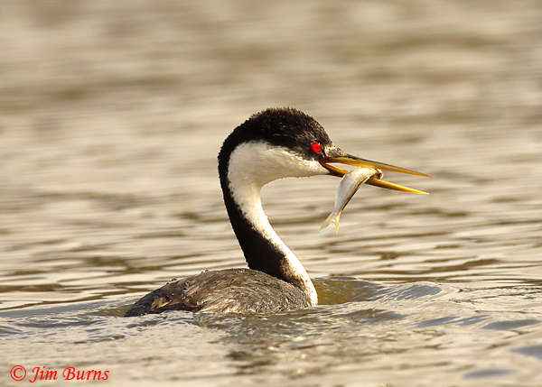 Western Grebe sunrise fish--9301