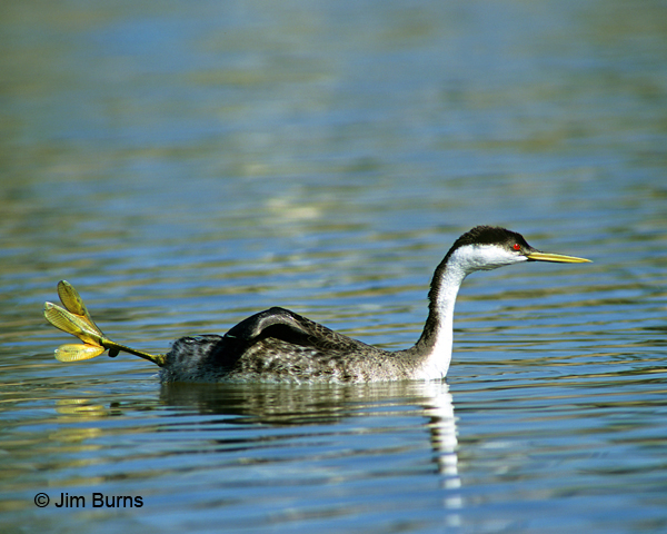Western Grebe foot extended