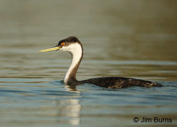 Western Grebe preparing to dive