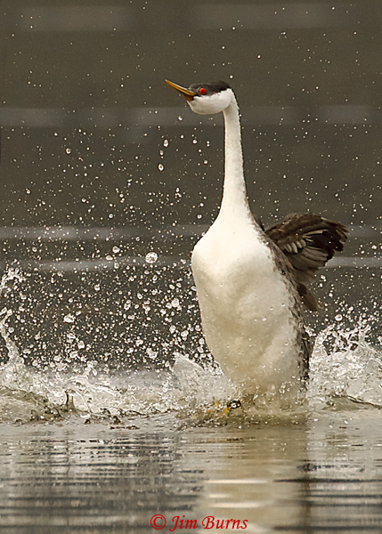 Western Grebe rushing, close-up--8922