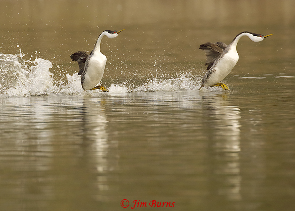Western Grebes rushing--8927