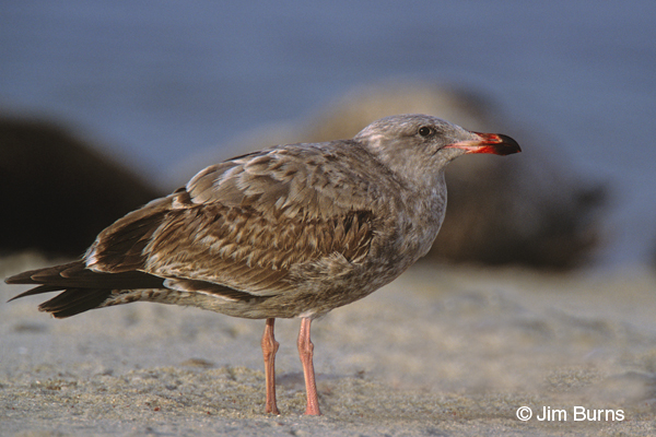 Western Gull 1st winter