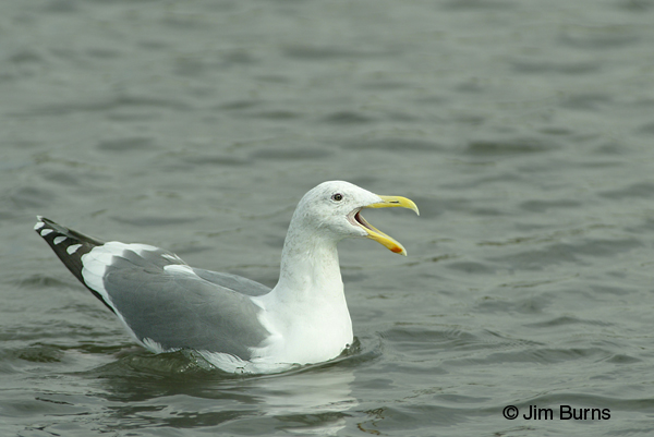 Western Gull adult northern nonbreeding