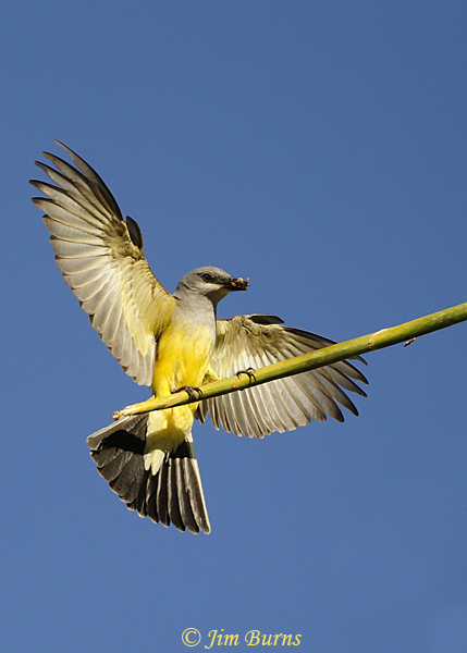 Western Kingbird, alula deployed, landing with mouthful of bees--0435