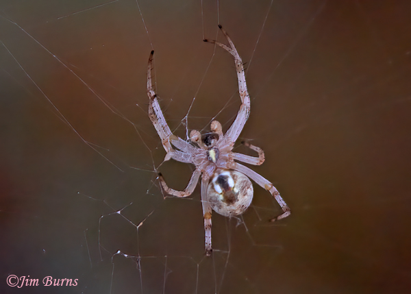 Western Spotted Orbweaver female ventral view #2, Arizona--0074