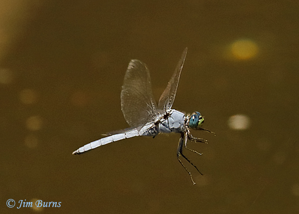 Western Pondhawk male in flight #2, Maricopa Co., AZ, July 2019--4203
