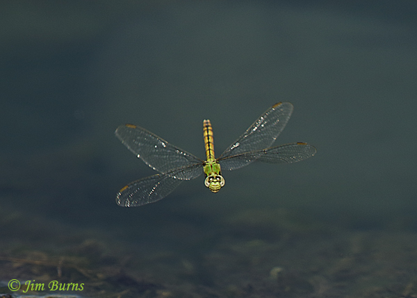 Western Pondhawk female in flight, Maricopa Co., AZ, October 2018--9695