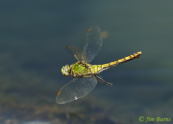 Western Pondhawk female in flight #3, Maricopa Co., AZ, October 2018--9742