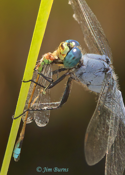 Western Pondhawk male devouring male Rambur's Forktail, Maricopa Co., AZ, September 2021--2409