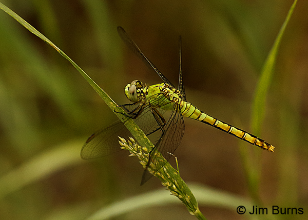 Western Pondhawk female, Pima Co., AZ, August 2018--8040
