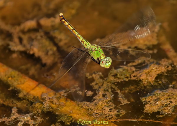 Western Pondhawk female ovipositing, Maricopa Co., AZ, September 2022--8317