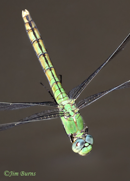 Western Pondhawk female, Maricopa Co., AZ, July 2023--8686