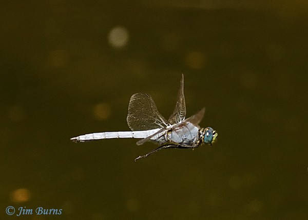 Western Pondhawk male in flight, Maricopa Co., AZ, July 2019--3993