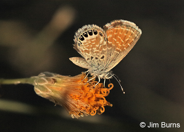 Western Pygmy-Blue in sunshaft, Arizona
