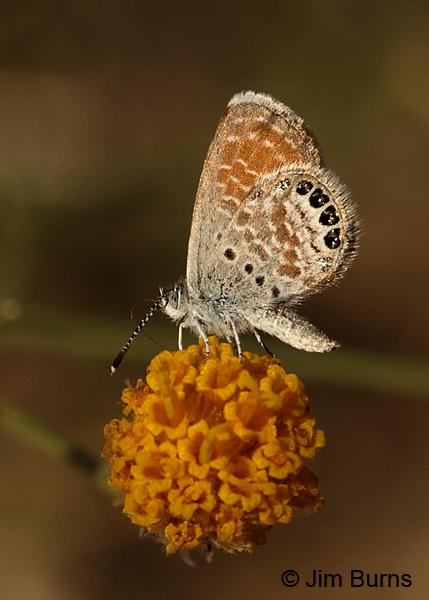 Western Pygmy-Blue on Sweet Bush, Arizona