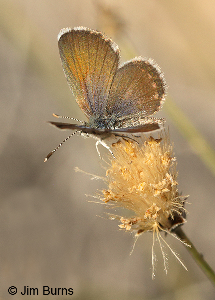 Western Pygmy-Blue upperwing, Arizona