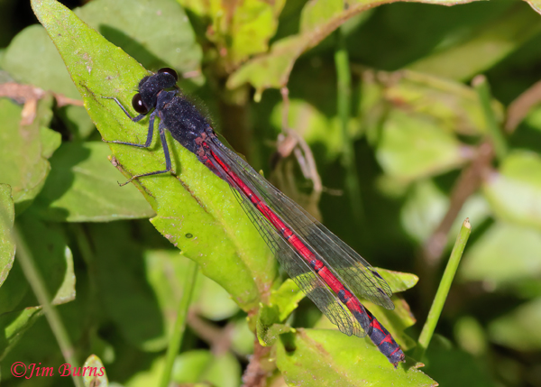 Western Red Damsel male, Navajo Co., AZ, June 2023--8226