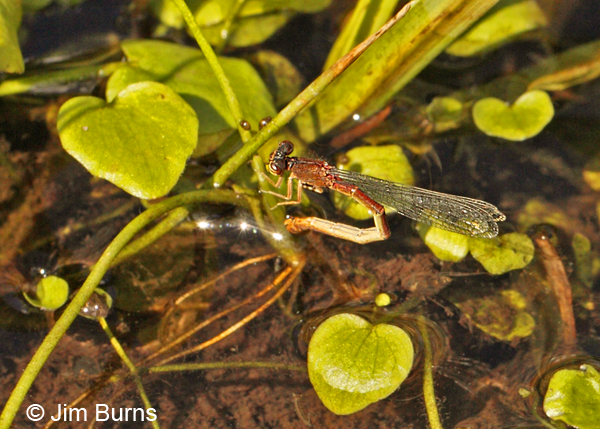 Western Red Damsel female ovipositing, Apache Co., AZ, August 2012
