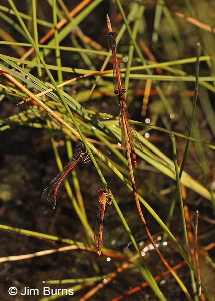 Western Red Damsel pairs, Lane Co., OR, July 2013