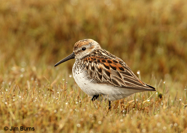 Western Sandpiper alternate plumage