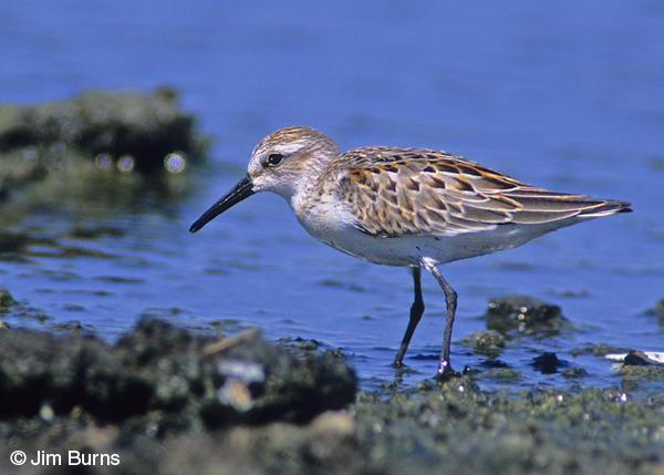 Western Sandpiper juvenile in water