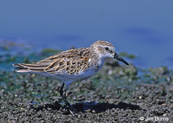 Western Sandpiper juvenile on mud