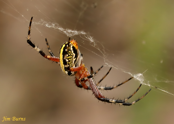Western Spotted Orbweaver female, AZ--0418