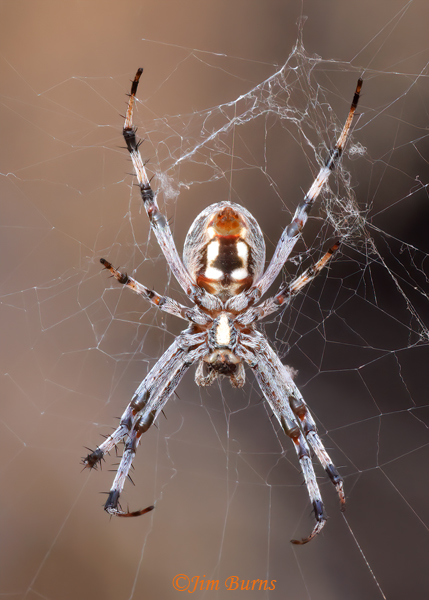 Western Spotted Orbweaver female ventral view, Arizona--2507