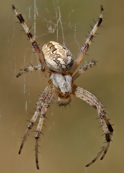 Western Spotted Orbweaver female, Arizona--8665