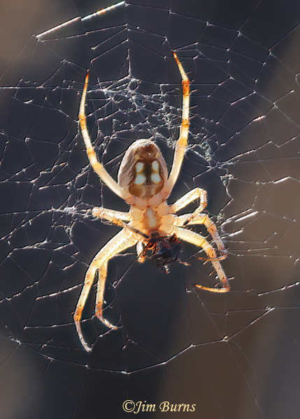 Western Spotted Orbweaver female ventral view--9515