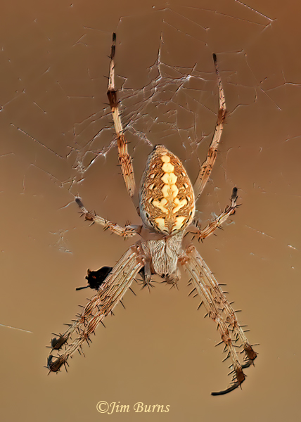 Western Spotted Orbweaver female, dorsal view, Arizona--9522