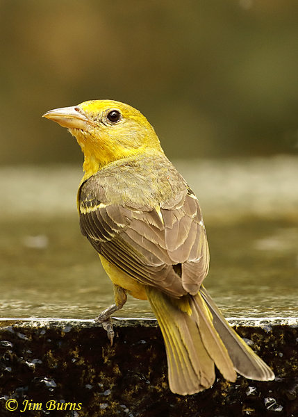 Western Tanager female at waterhole--4779
