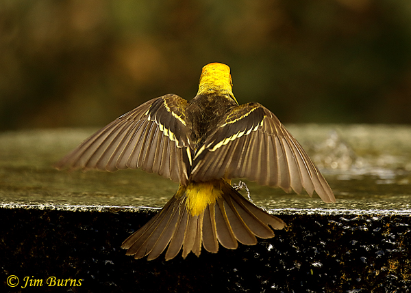 Western Tanager male wingbars and rump--4783