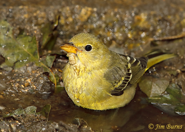 Western Tanager immature bathing--5994