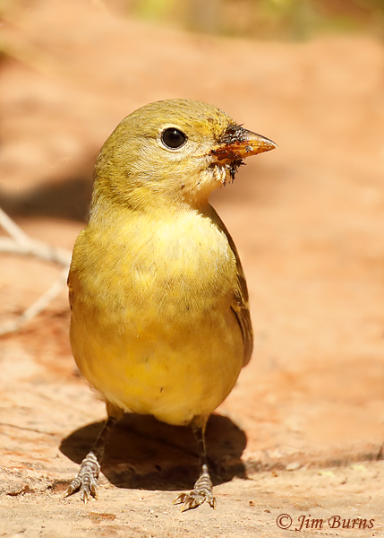 Western Tanager female with persimmon beak--6808