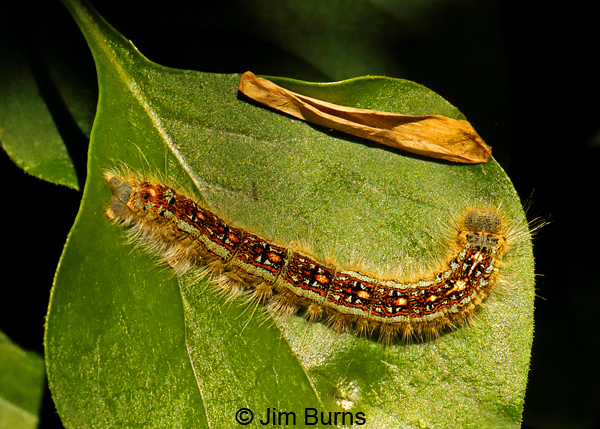 Western Tent Caterpillar Moth caterpillar, California--9729