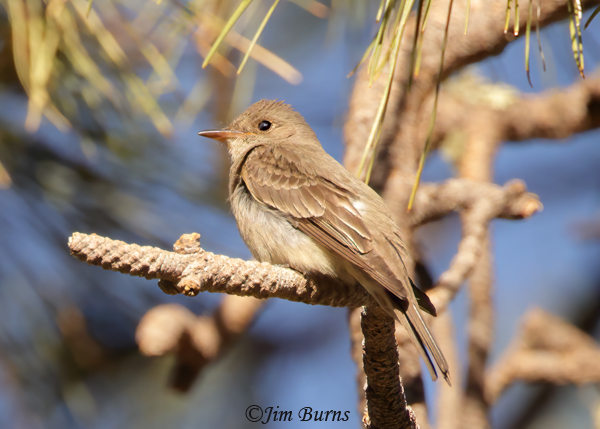Western Wood-Pewee in Ponderosa Pine snag--5262
