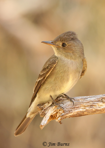 Western Wood-Pewee--4749
