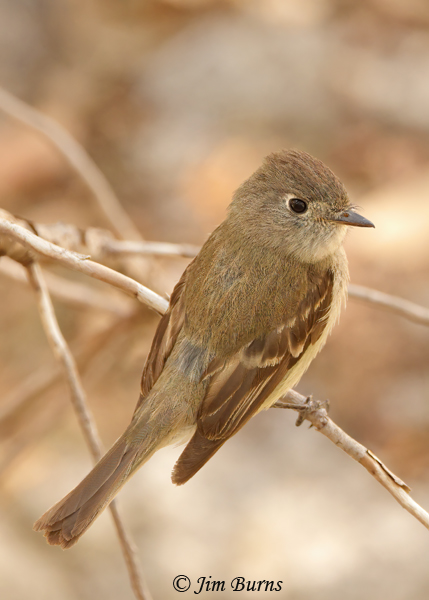 Western Wood-Pewee dorsal view--4905