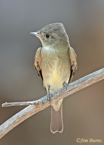 Western Wood-Pewee juvenile--9874