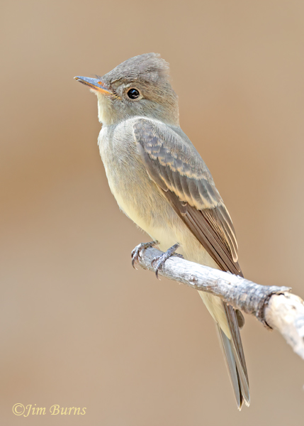 Western Wood-Pewee juvenile--9939
